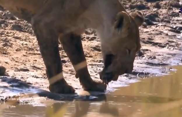 Ảnh cắt từ clip.