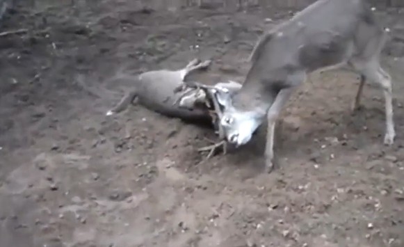 Ảnh cắt từ clip.