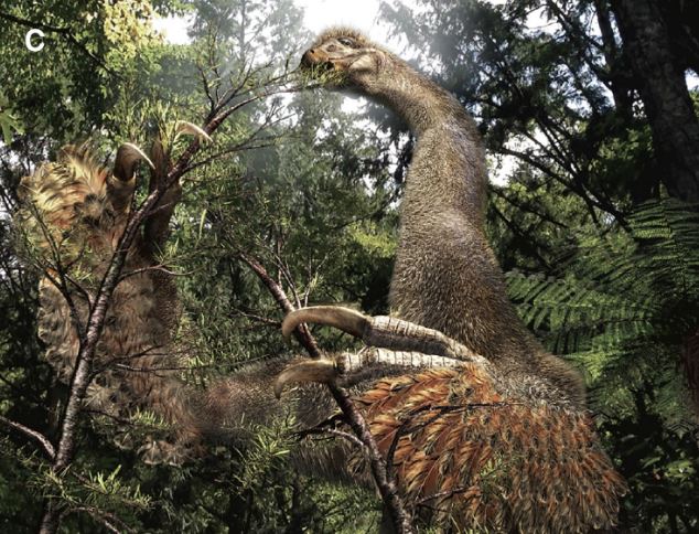 Duonychus tsogtbaatari.
