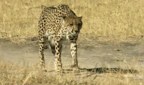 Ảnh cắt từ clip.