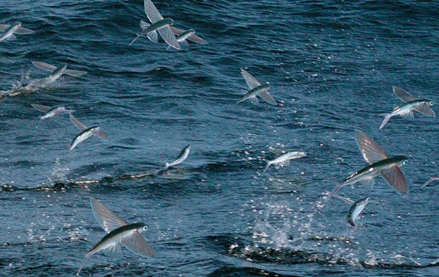 Ảnh cắt từ clip.