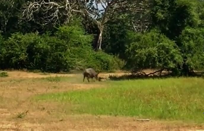 Ảnh cắt từ clip.