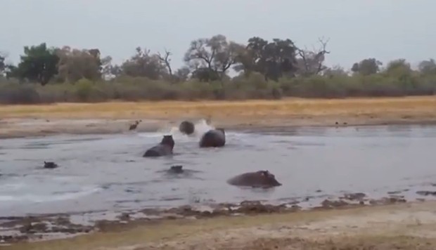 Ảnh cắt từ clip.