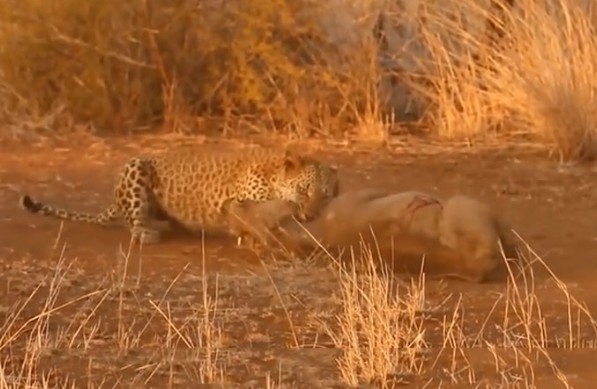 Ảnh cắt từ clip.