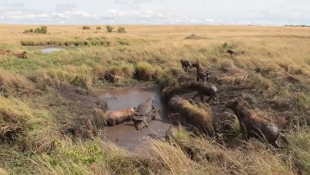 Ảnh cắt từ clip.