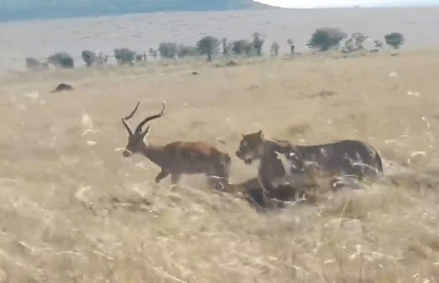 Ảnh cắt từ clip.