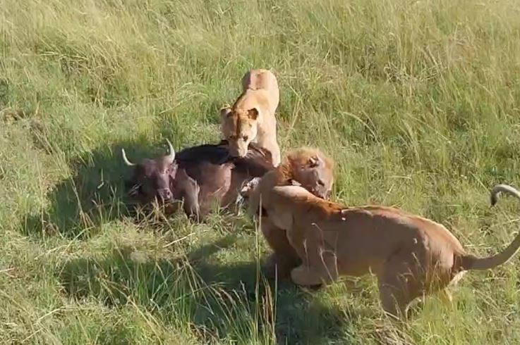 Sư tử tấn công linh cẩu để bảo vệ bữa ăn.