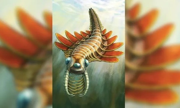 Mosura fentoni là loài động vật ăn thịt nhỏ bé dưới đại dương trông hơi giống loài bướm đêm. (Ảnh: Danielle Dufault)