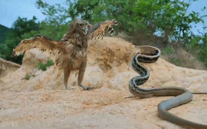 Ảnh cắt từ clip.