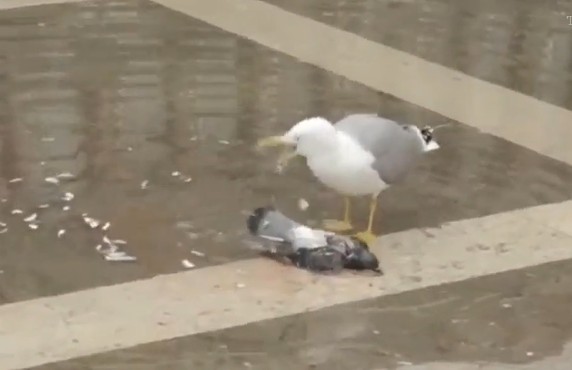 Ảnh cắt từ clip.