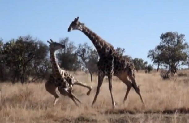 Ảnh cắt từ clip.