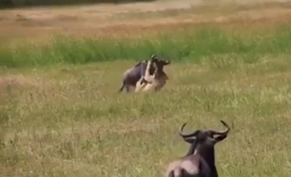 Ảnh cắt từ clip.