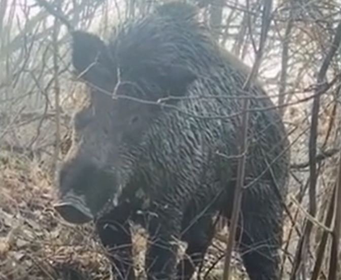 Ảnh cắt từ clip.