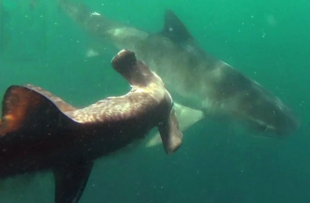 Ảnh cắt từ clip.