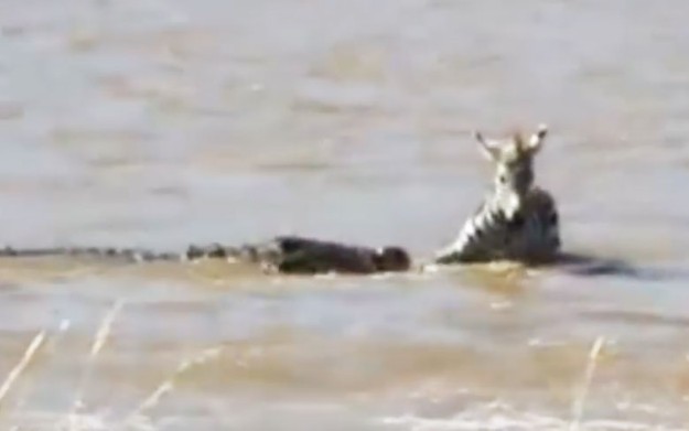 Ảnh cắt từ clip.