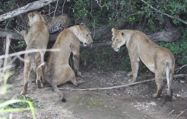 Ảnh cắt từ clip.