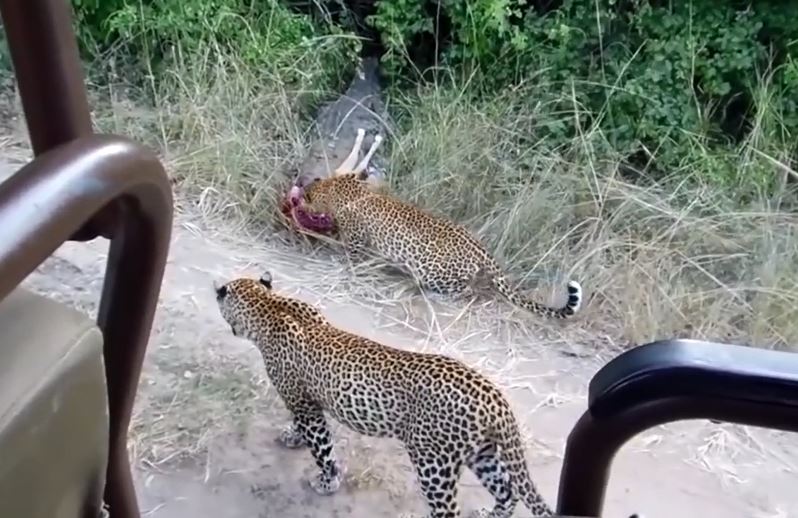 Báo hoa mai cố gắng cướp lại bữa ăn từ cá sấu.