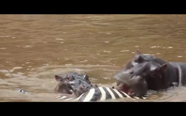 Ảnh cắt từ clip.