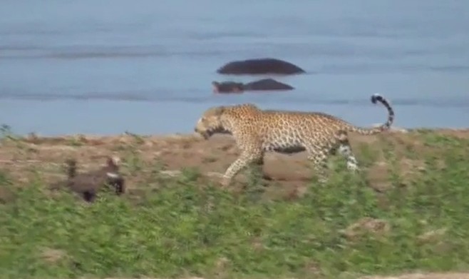 Ảnh cắt từ clip.