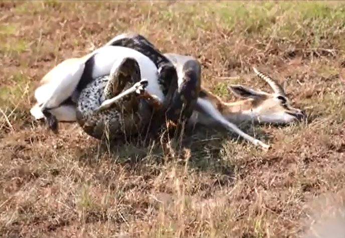 Trăn săn linh dương.