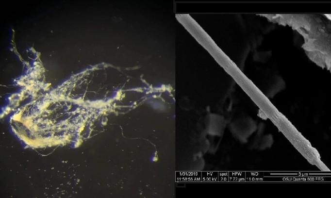 Thảm sinh khối do loài sinh vật lạ vừa được phát hiện tạo nên và ảnh chụp cận thân mình hình sợi của chúng - Ảnh: ĐẠI HỌC BANG OREGON