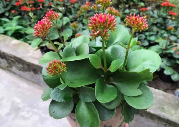 Bất ngờ với công dụng giải rượu từ cây lá bỏng, loại cây mọc hoang quen thuộc