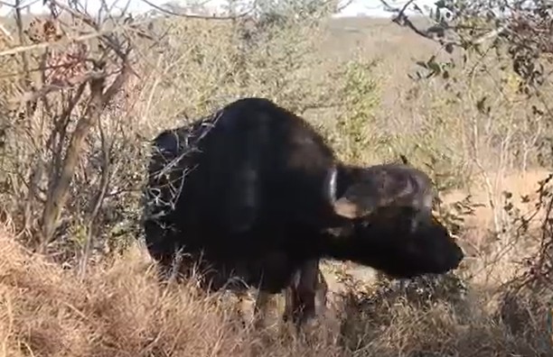 Ảnh cắt từ clip.