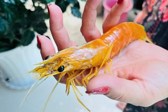 Con tôm sú có màu vàng kỳ lạ vừa được một nông dân Cà Mau bắt được khi ra vuông thăm lú.