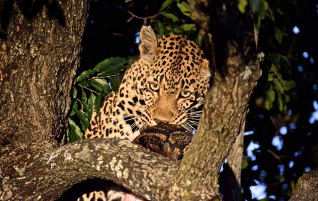 Ảnh cắt từ clip.