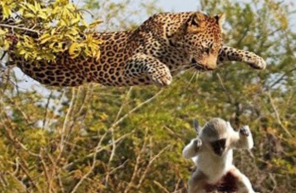 Ảnh cắt từ clip.