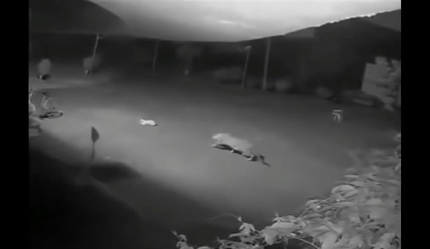 Ảnh cắt từ clip.