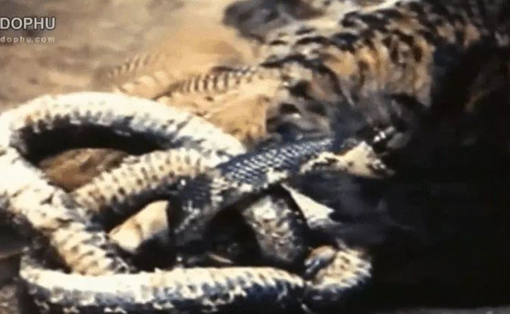 Ảnh cắt từ clip.