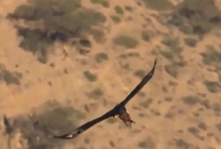 Ảnh cắt từ clip.