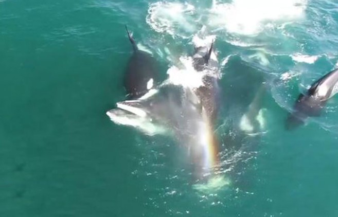 Ảnh cắt từ clip.