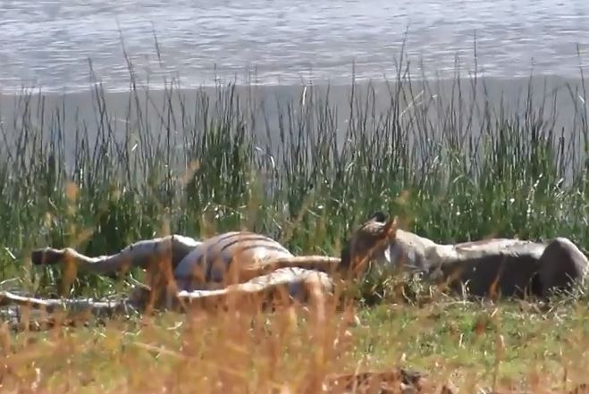 Sư tử săn ngựa vằn.