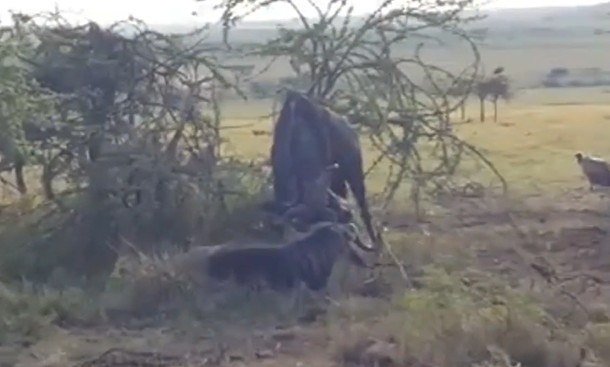 Ảnh cắt từ clip.