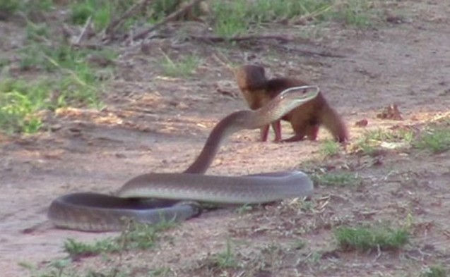 Ảnh cắt từ clip.