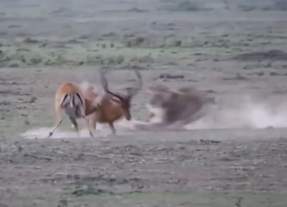 Ảnh cắt từ clip.