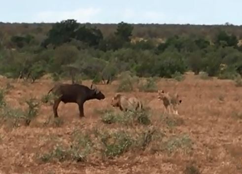 Sư tử săn trâu rừng.