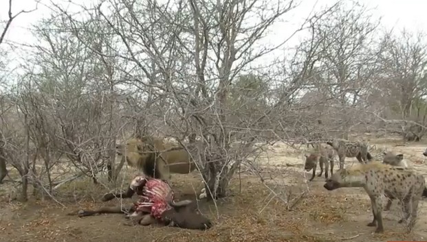 Ảnh cắt từ clip.