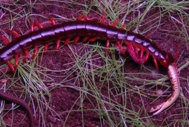 Ảnh cắt từ clip.