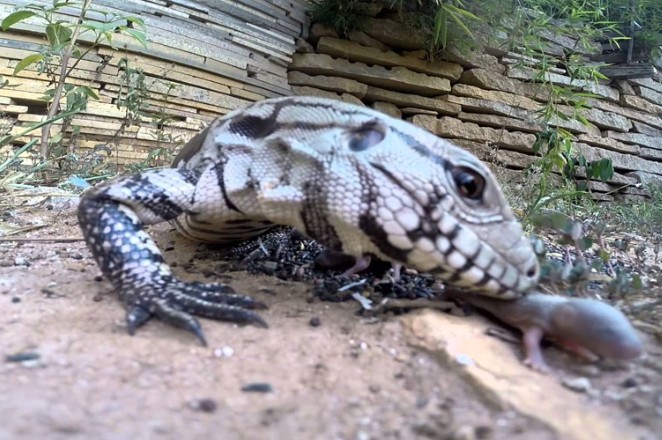 Ảnh cắt từ clip.