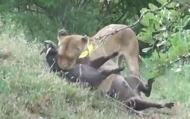 Ảnh cắt từ clip.