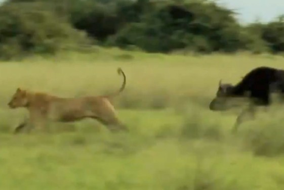 Ảnh cắt từ clip.