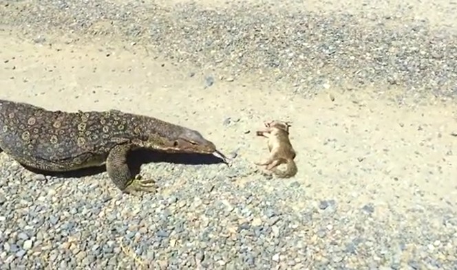 Ảnh cắt từ clip.