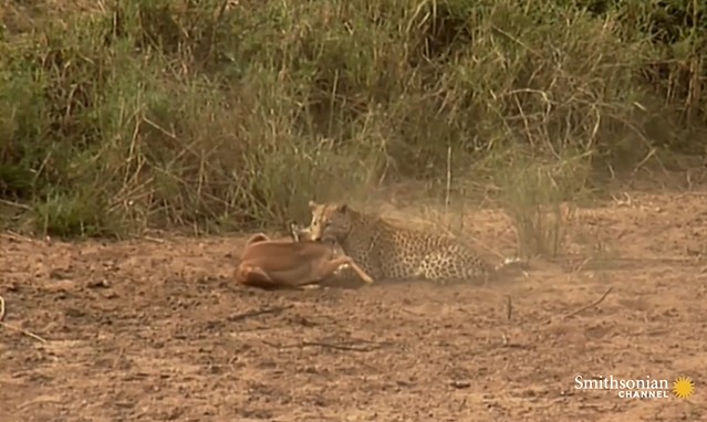 Ảnh cắt từ clip.