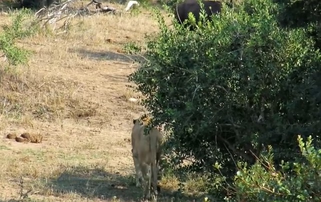 Ảnh cắt từ clip.