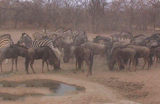 Ảnh cắt từ clip.