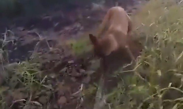 Ảnh cắt từ clip.