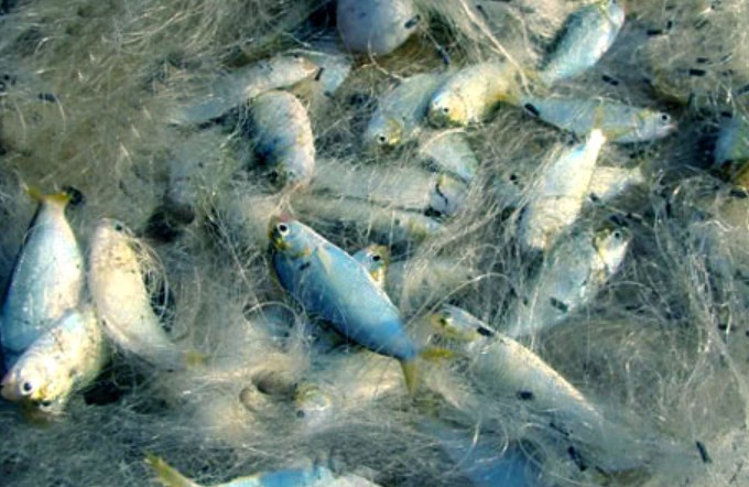 Ảnh cắt từ clip.